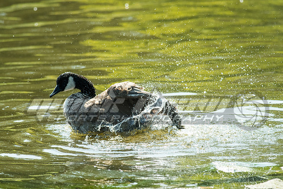 park090715-4040